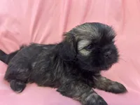 3, a male Shih Tzu for sale in Bonneau, SC – 7 of 10