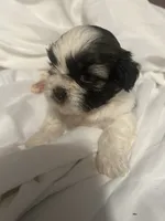 B, a male Shih Tzu for sale in Bonneau, SC – 9 of 9