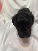 B, a male Poodle - Miniature  for sale in Bonneau, SC – Photo 1 of 9