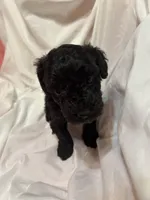 B, a male Poodle - Miniature  for sale in Bonneau, SC – Photo 3 of 9