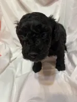 B, a male Poodle - Miniature  for sale in Bonneau, SC – Photo 2 of 9