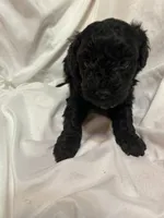 B, a male Poodle - Miniature  for sale in Bonneau, SC – Photo 8 of 9