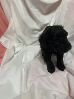 B, a male Poodle - Miniature  for sale in Bonneau, SC – Photo 7 of 9