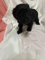 B, a male Poodle - Miniature  for sale in Bonneau, SC – Photo 9 of 9