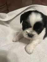 A, a male Shih Tzu for sale in Bonneau, SC – Photo 10 of 10
