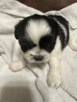 A, a male Shih Tzu for sale in Bonneau, SC – Photo 2 of 10