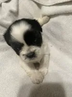 A, a male Shih Tzu for sale in Bonneau, SC – Photo 4 of 10