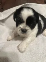 A, a male Shih Tzu for sale in Bonneau, SC – Photo 6 of 10