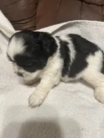 A, a male Shih Tzu for sale in Bonneau, SC – Photo 7 of 10