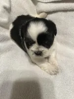 A, a male Shih Tzu for sale in Bonneau, SC – Photo 3 of 10