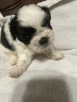 A, a male Shih Tzu for sale in Bonneau, SC – Photo 9 of 10