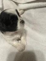 A, a male Shih Tzu for sale in Bonneau, SC – Photo 8 of 10