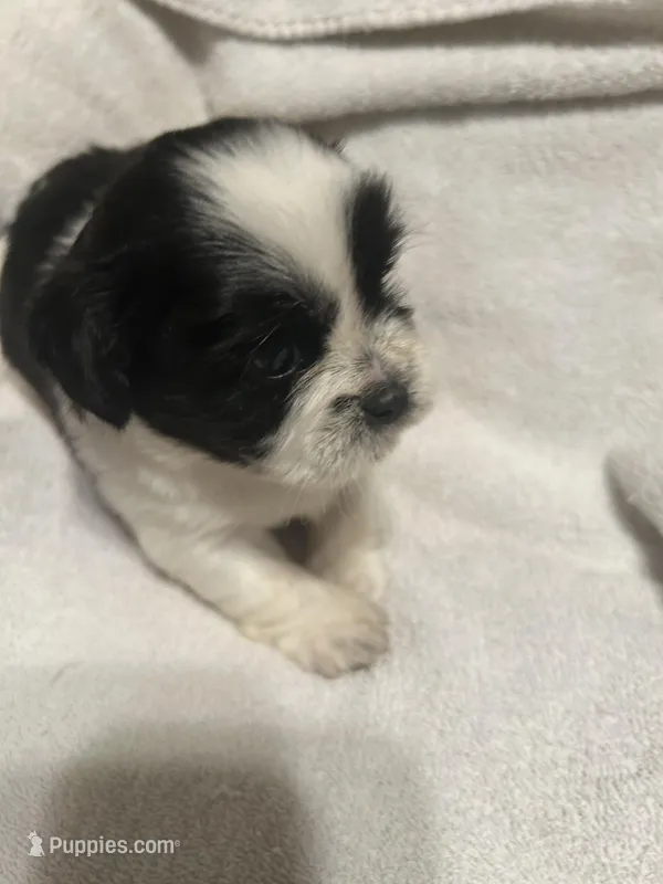 A – Shih Tzu puppy on hold in Bonneau, SC