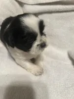 A, a male Shih Tzu for sale in Bonneau, SC – Photo 1 of 10