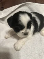 A, a male Shih Tzu for sale in Bonneau, SC – Photo 5 of 10