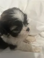 A, a male Shih Tzu for sale in Bonneau, SC – 8 of 8