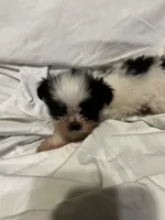 5, a female Shih Tzu for sale in Bonneau, SC – 8 of 10