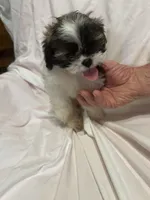 D, a male Shih Tzu for sale in Bonneau, SC – 3 of 7