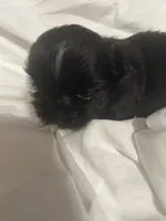 2, a female Shih Tzu for sale in Bonneau, SC – 7 of 9