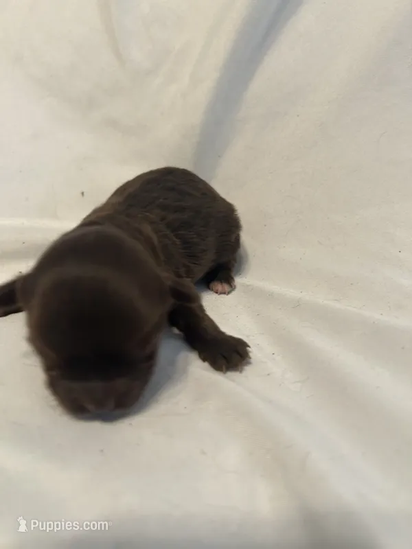 1  – Shihpoo puppy for sale in Bonneau, SC
