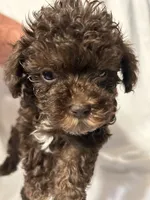 A, a female Poodle - Toy  for sale in Bonneau, SC – 5 of 6