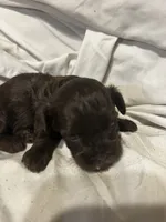 D, a female Shihpoo for sale in Bonneau, SC – 5 of 10