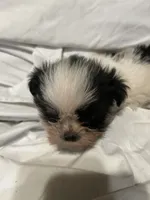 5, a female Shih Tzu for sale in Bonneau, SC – 7 of 10