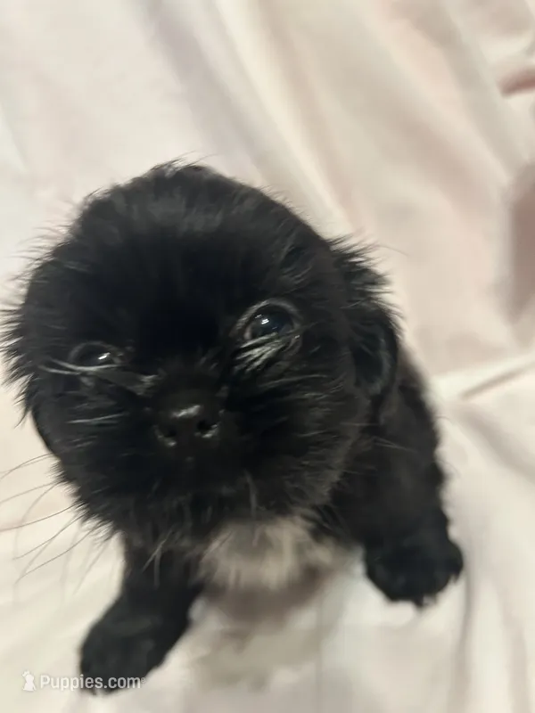 2 – Shih Tzu puppy for sale in Bonneau, SC
