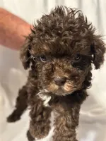 A, a female Poodle - Toy  for sale in Bonneau, SC – 2 of 6