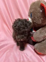 1, a male Poodle - Toy  for sale in Bonneau, SC – Photo 3 of 8