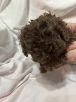 1, a male Poodle - Toy  for sale in Bonneau, SC – Photo 6 of 8