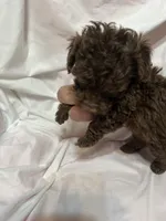 1, a male Poodle - Toy  for sale in Bonneau, SC – Photo 8 of 8