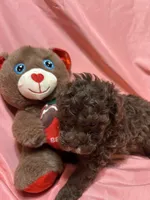 1, a male Poodle - Toy  for sale in Bonneau, SC – Photo 1 of 8