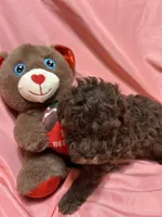 1, a male Poodle - Toy  for sale in Bonneau, SC – Photo 2 of 8