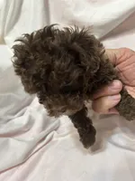 1, a male Poodle - Toy  for sale in Bonneau, SC – Photo 7 of 8