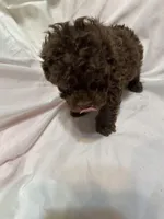 1, a male Poodle - Toy  for sale in Bonneau, SC – Photo 5 of 8