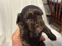 A, a female Poodle - Toy  for sale in Bonneau, SC – 6 of 6