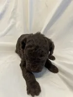G, a female Poodle - Toy  for sale in Bonneau, SC – 7 of 7