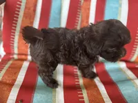A, a male Shihpoo for sale in Bonneau, SC – 3 of 8
