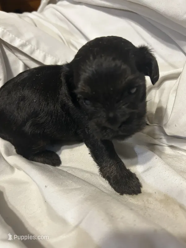 C – Shihpoo puppy for sale in Bonneau, SC