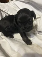 C, a male Shihpoo for sale in Bonneau, SC – 1 of 9