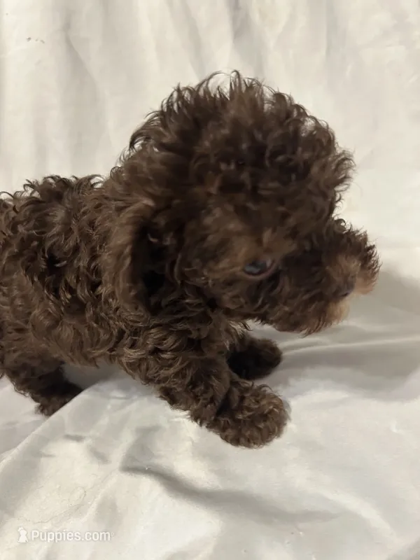 A – Poodle - Toy  puppy for sale in Bonneau, SC