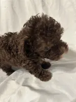 A, a female Poodle - Toy  for sale in Bonneau, SC – 1 of 6
