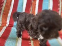 A, a male Shihpoo for sale in Bonneau, SC – 2 of 8