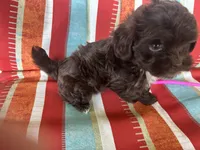 A, a male Shihpoo for sale in Bonneau, SC – 4 of 8