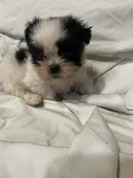 5, a female Shih Tzu for sale in Bonneau, SC – 5 of 10