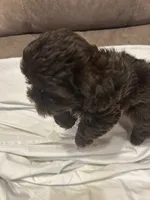 10, a female Shihpoo for sale in Bonneau, SC – 7 of 10