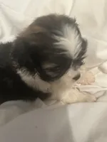 A, a male Shih Tzu for sale in Bonneau, SC – 7 of 8