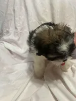 D, a male Shih Tzu for sale in Bonneau, SC – 5 of 7