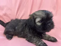 3, a male Shih Tzu for sale in Bonneau, SC – 4 of 10